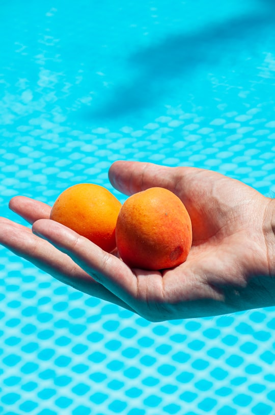 person holding 2 orange fruits in Cher France