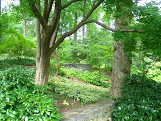 Lush greenery abounds in a garden setting with tall trees, dense shrubs, and manicured hedges. A small stone wall is partially visible amidst the foliage, adding a rustic element to the vibrant natural landscape.