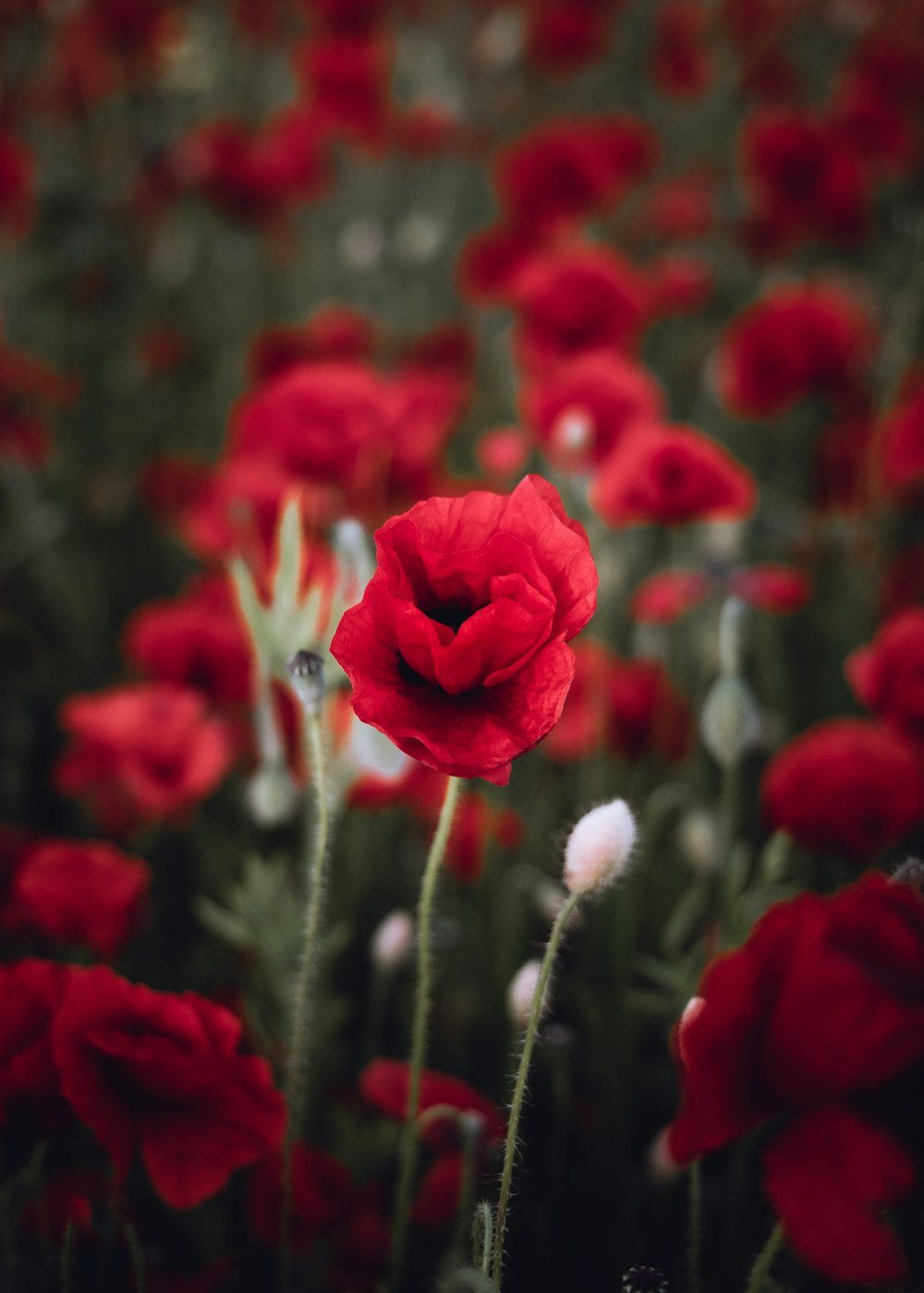 red flower in tilt shift lens