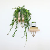 A colorful display of Vexty’s ceramic fragrances on a wooden shelf with plants nearby.