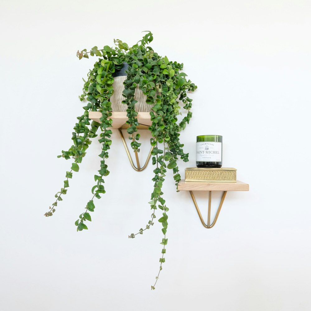 green plant on brown wooden table