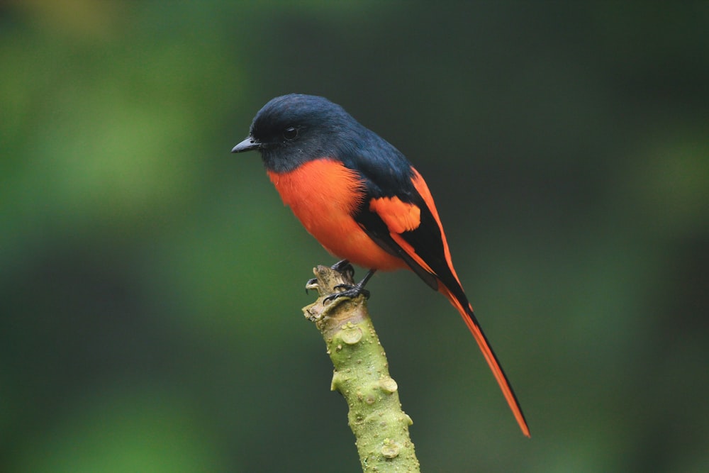 blue and orange bird on tree branch