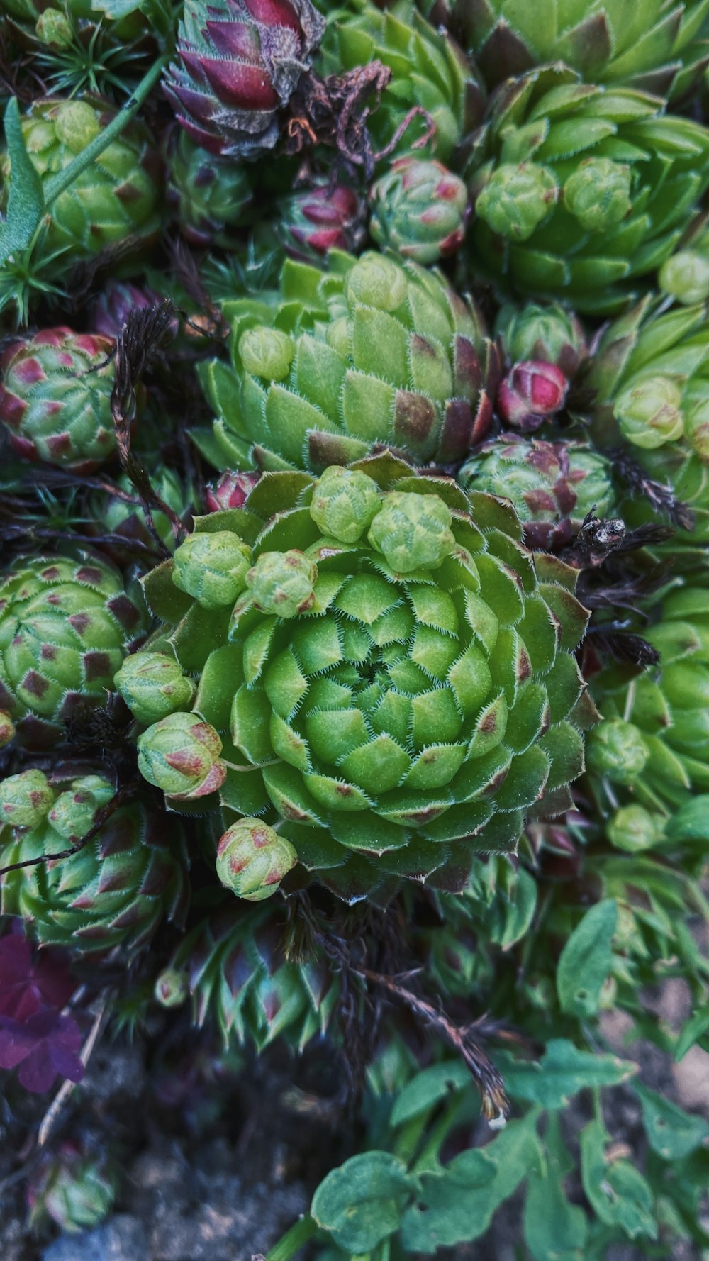 green and purple flower buds