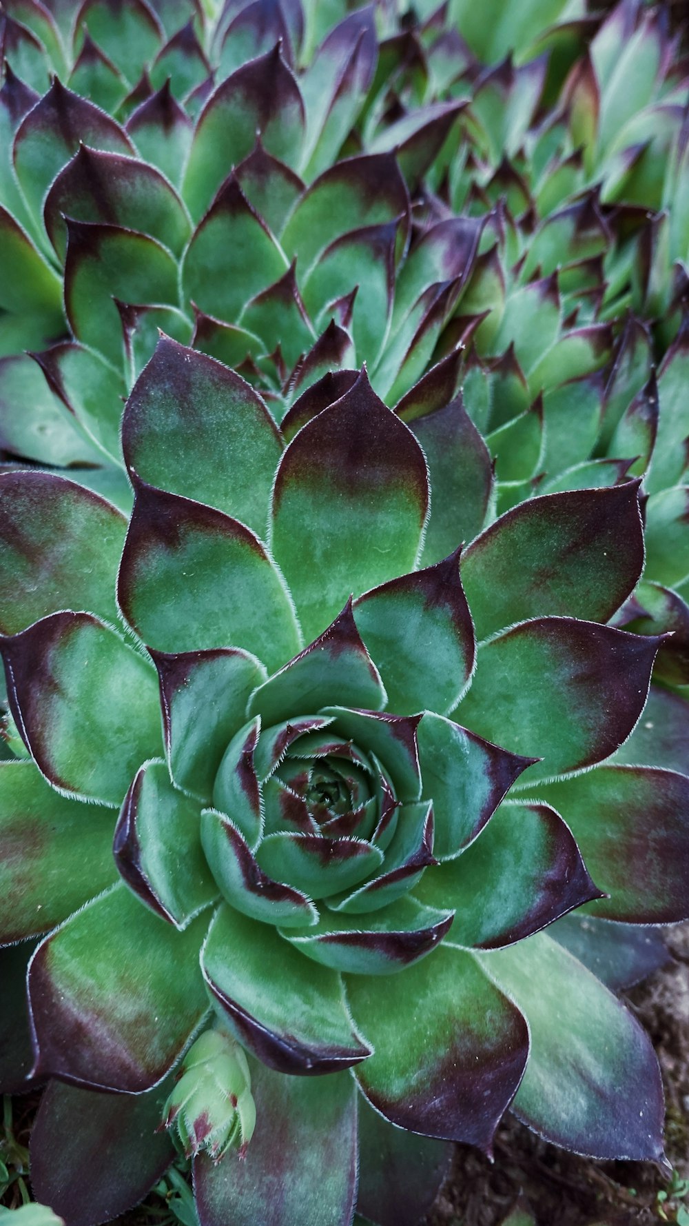 green and white succulent plant