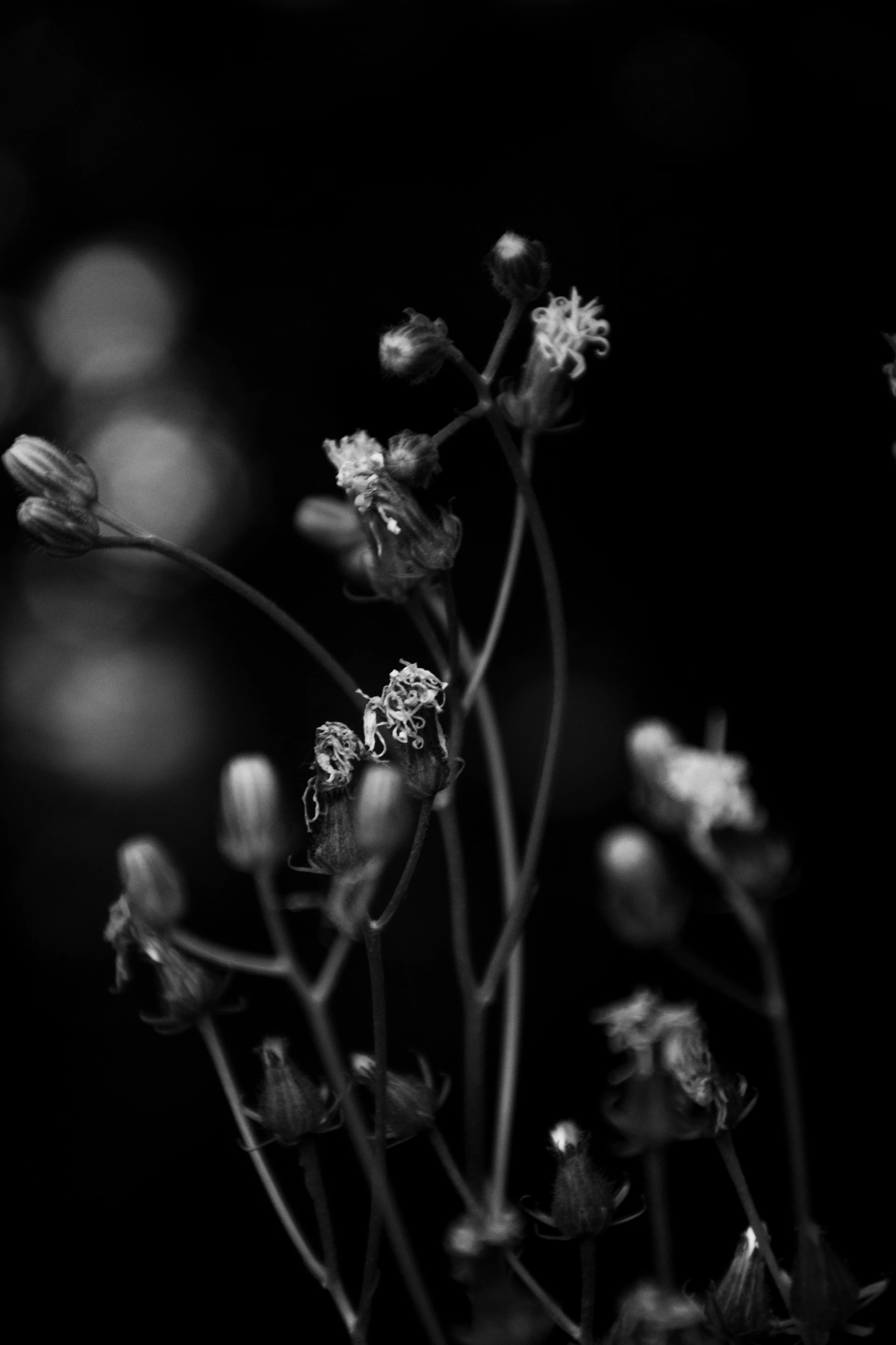 A delicate botanical study featuring wildflowers in soft, natural hues, highlighting the intricate details and fragile elegance of native flora.