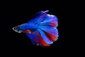 blue and orange wings illustration