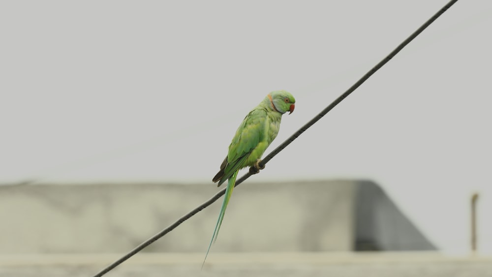 green bird on black wire