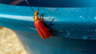 A small beetle with bright red wing covers and a yellow body is perched on the edge of a blue container, which has droplets of water on its surface.