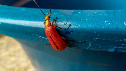 A small beetle with bright red wing covers and a yellow body is perched on the edge of a blue container, which has droplets of water on its surface.