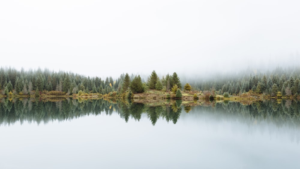 green trees beside lake under white sky during daytime