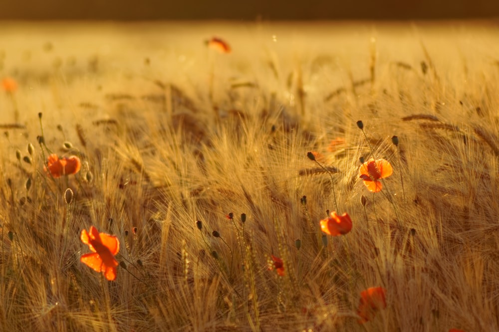 red flower on brown grass field during daytime