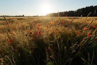 red flower field during daytime