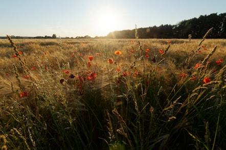 red flower field during daytime