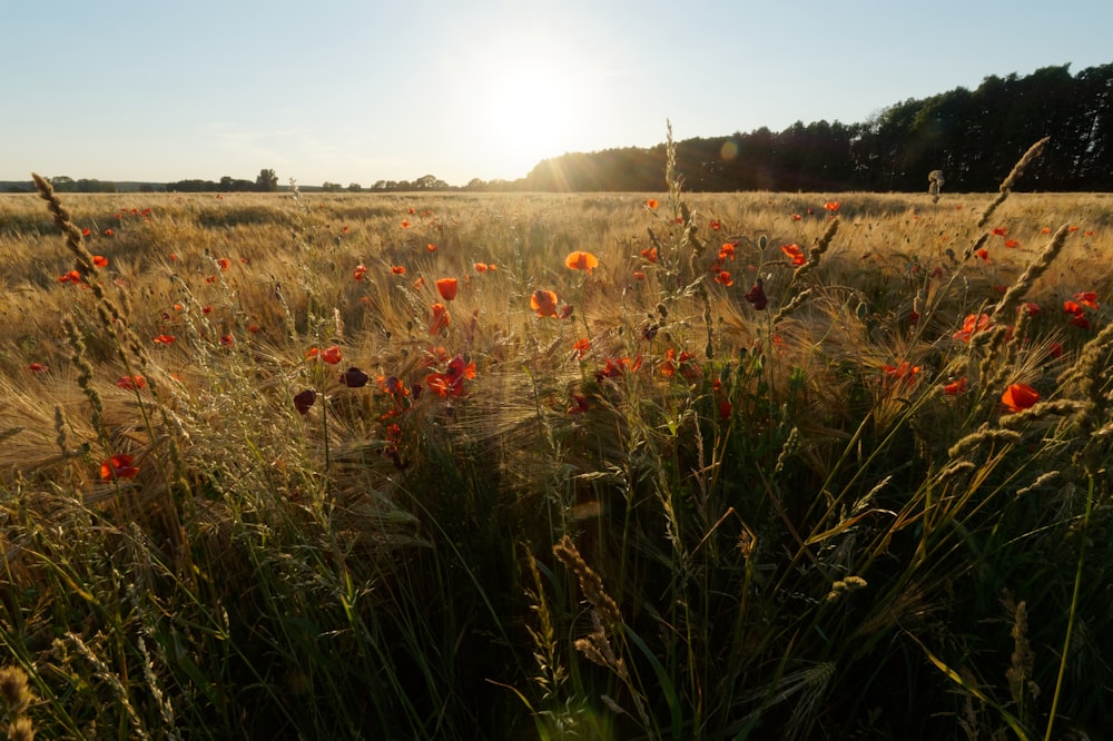 red flower field during daytime