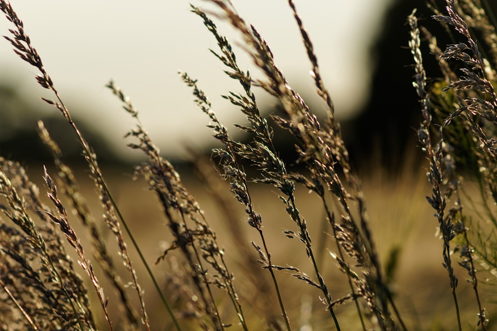 brown wheat in close up photography