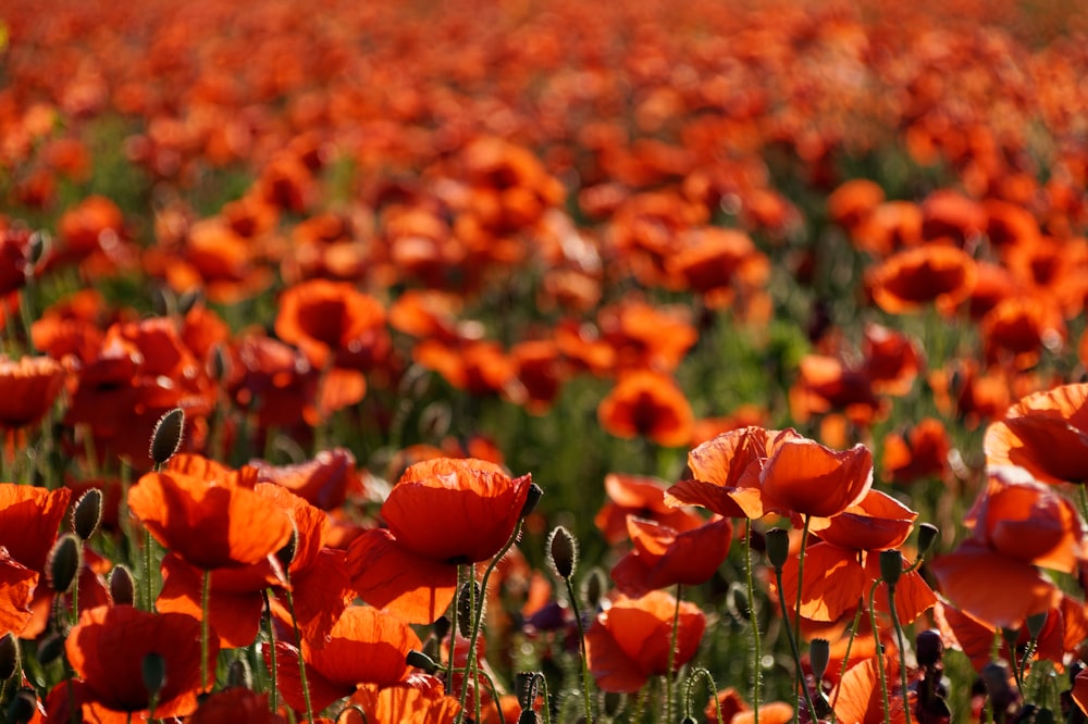 orange flowers in tilt shift lens