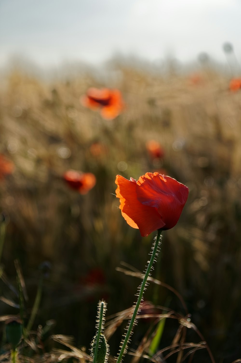 red flower in tilt shift lens