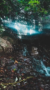 Sunlight filtering through dense forest trees with a small waterfall in the background.