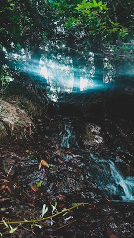 Sunlight filtering through dense forest trees with a small waterfall in the background.