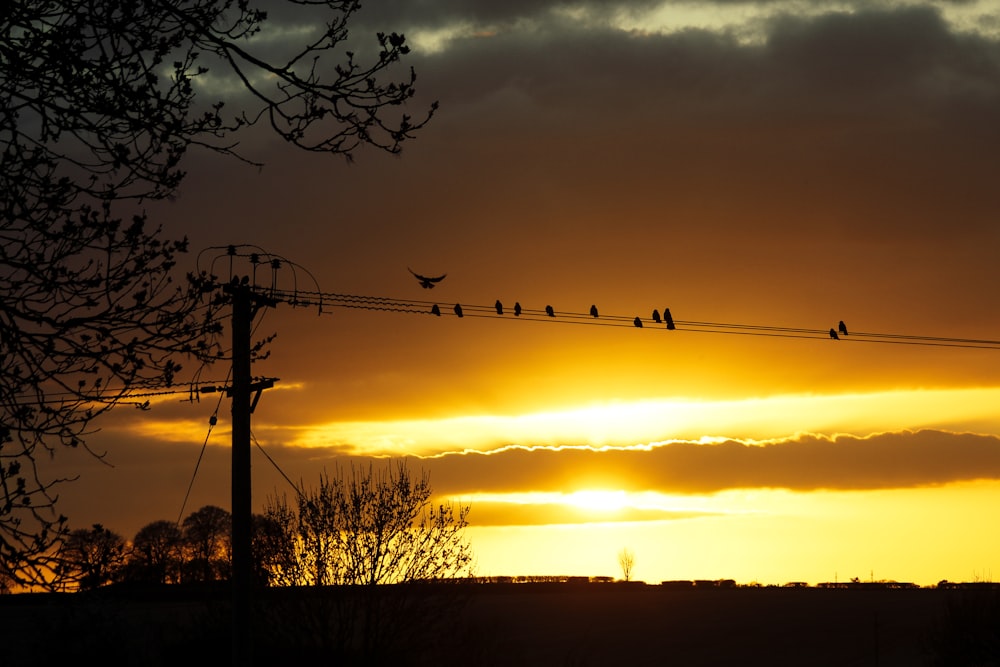 silhouette of trees during sunset