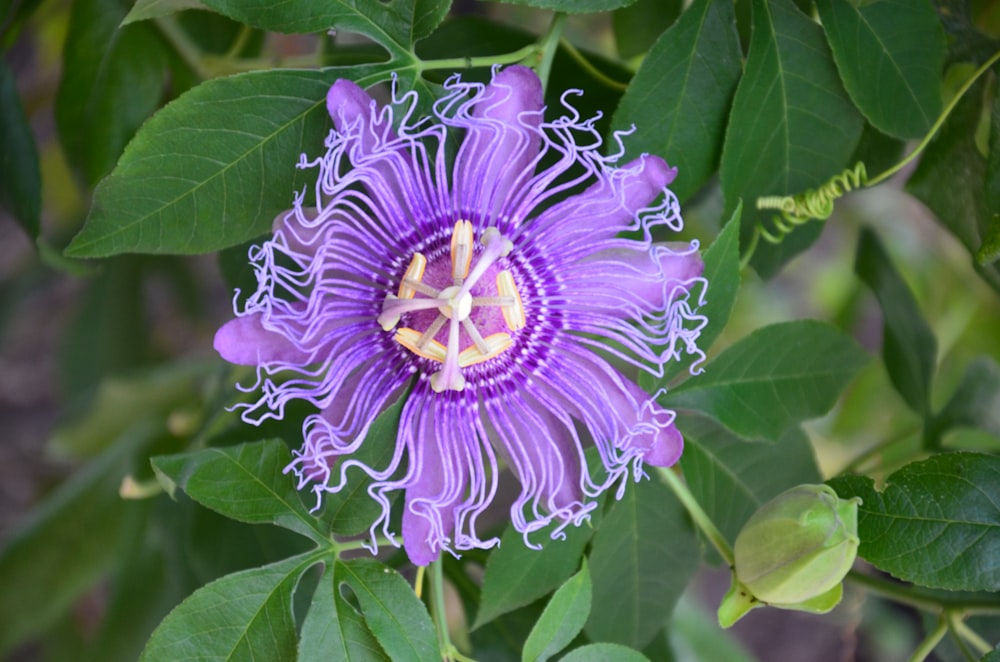 purple flower with green leaves