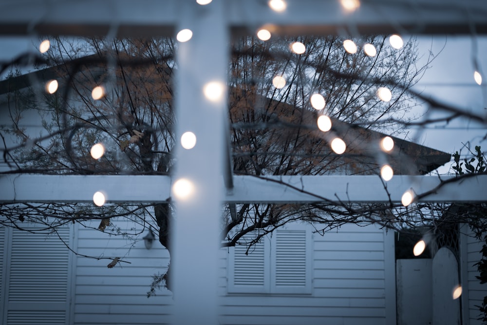 string lights on tree during daytime