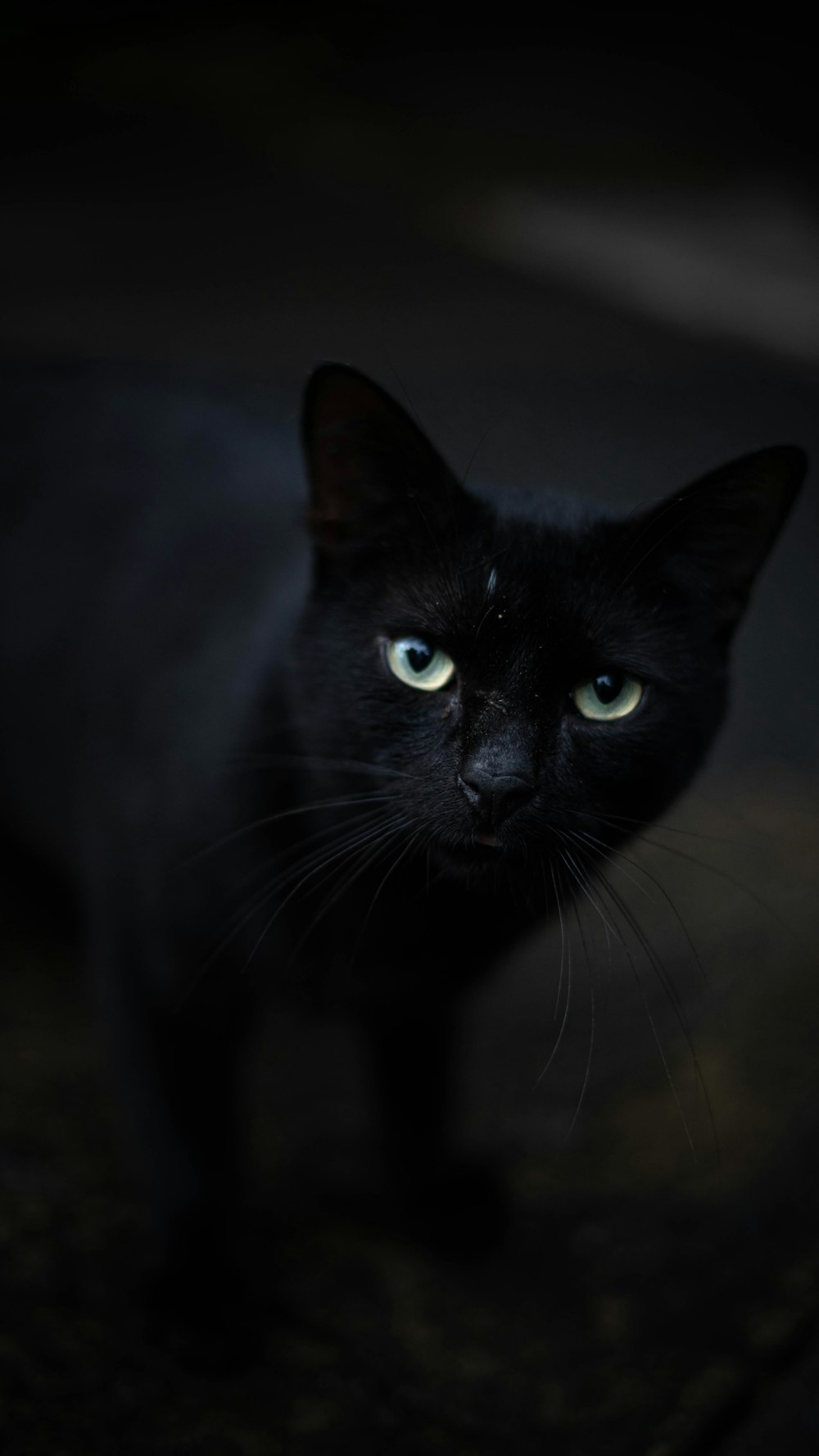 緑の目をした黒猫