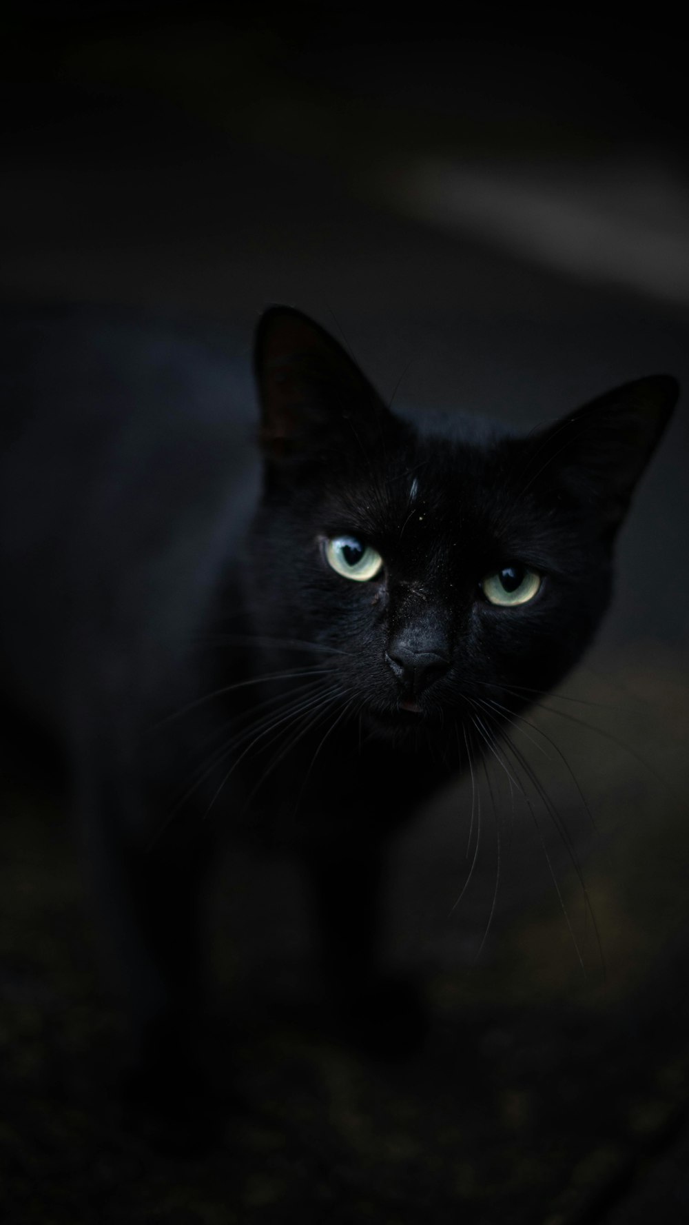 black cat with green eyes