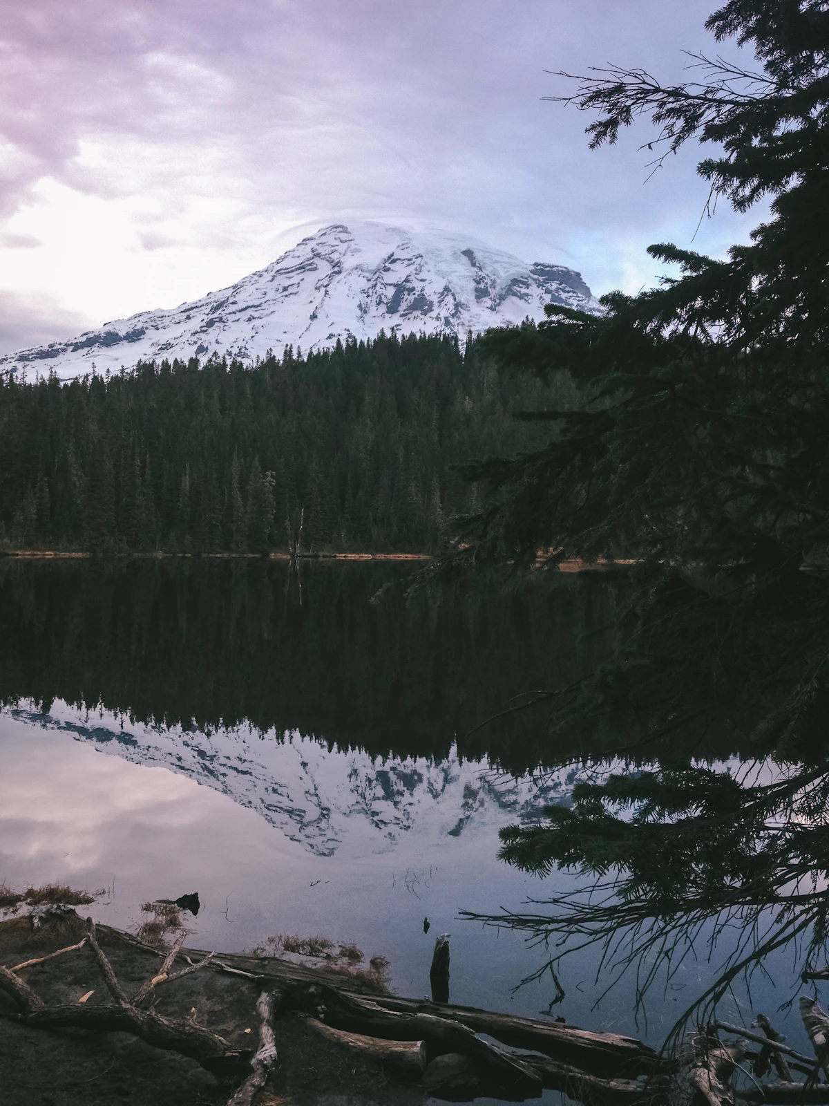 Evergreen trees beside a lake with a snow-covered mountain