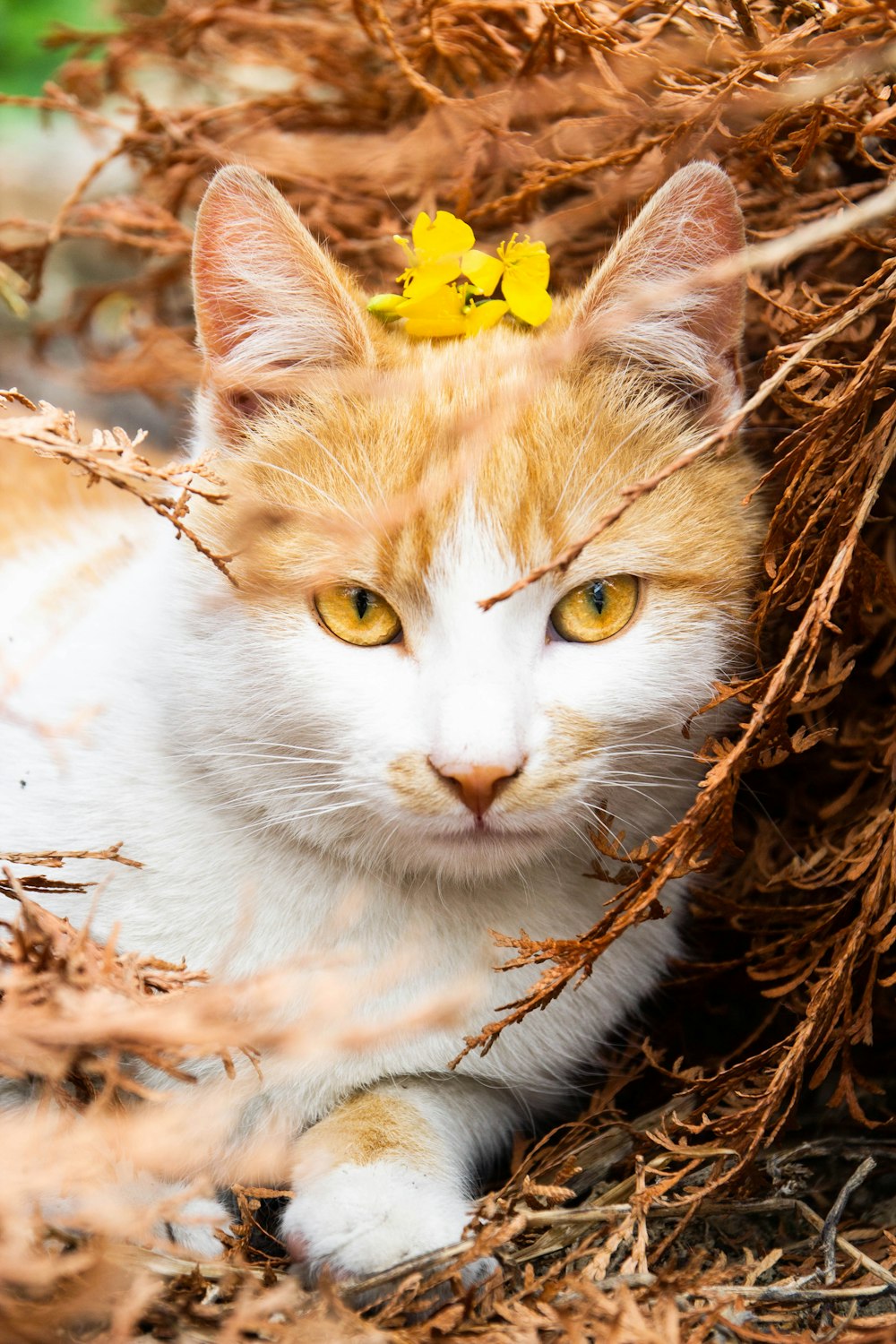 orange and white cat on brown dried leaves