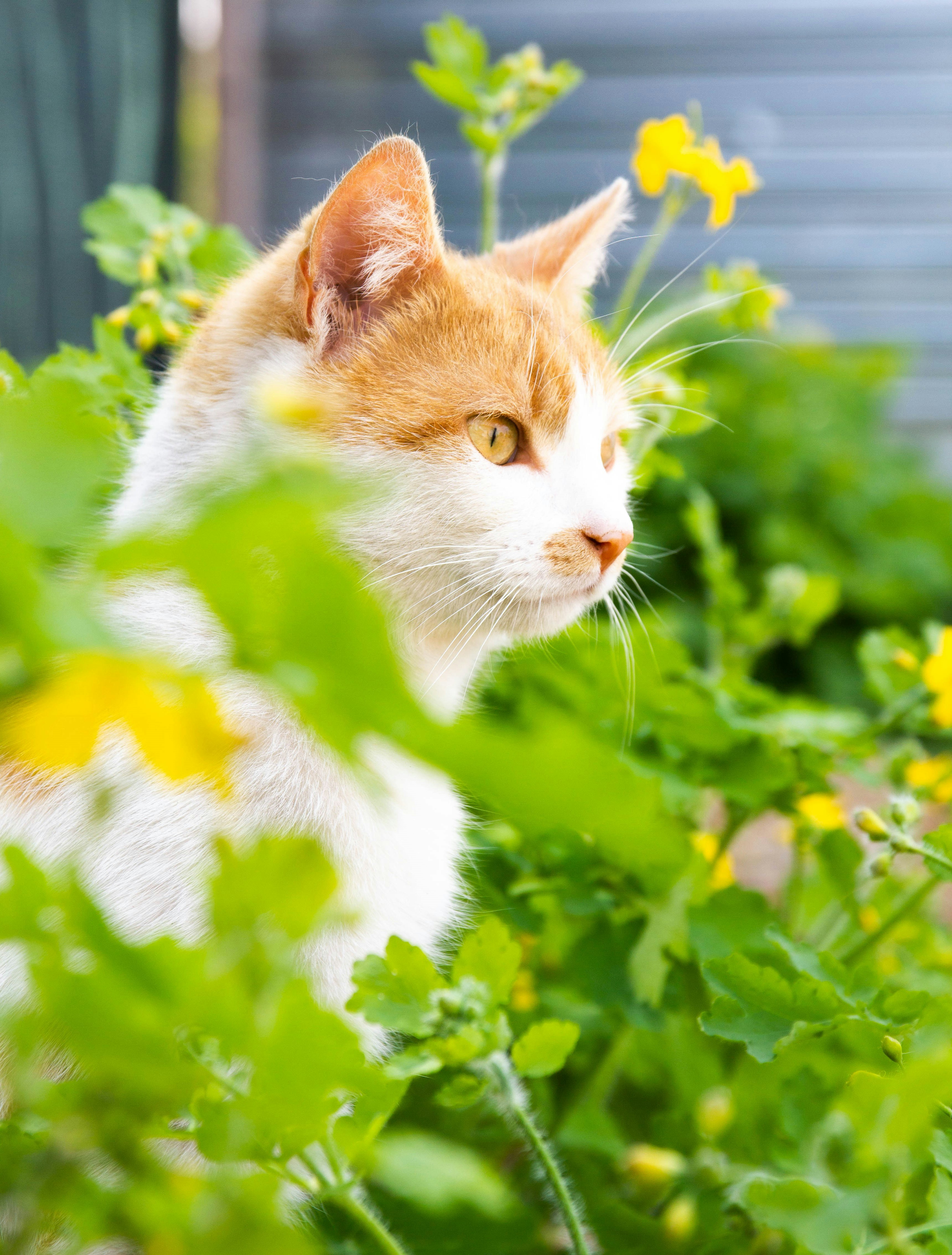 Photo by coralineart