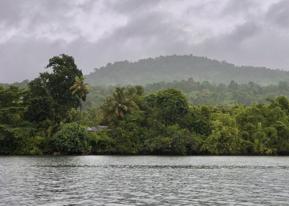 green trees beside body of water during daytime