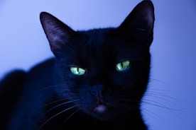 black cat with blue eyes