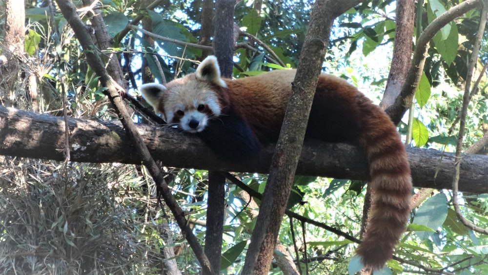 red panda on tree branch during daytime