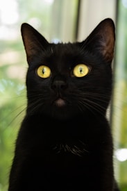 A black cat with striking golden eyes is staring intently, positioned against a blurry background of green and beige shades. The lighting highlights the cat's fur and sharp eyes, creating a captivating and mysterious aura.