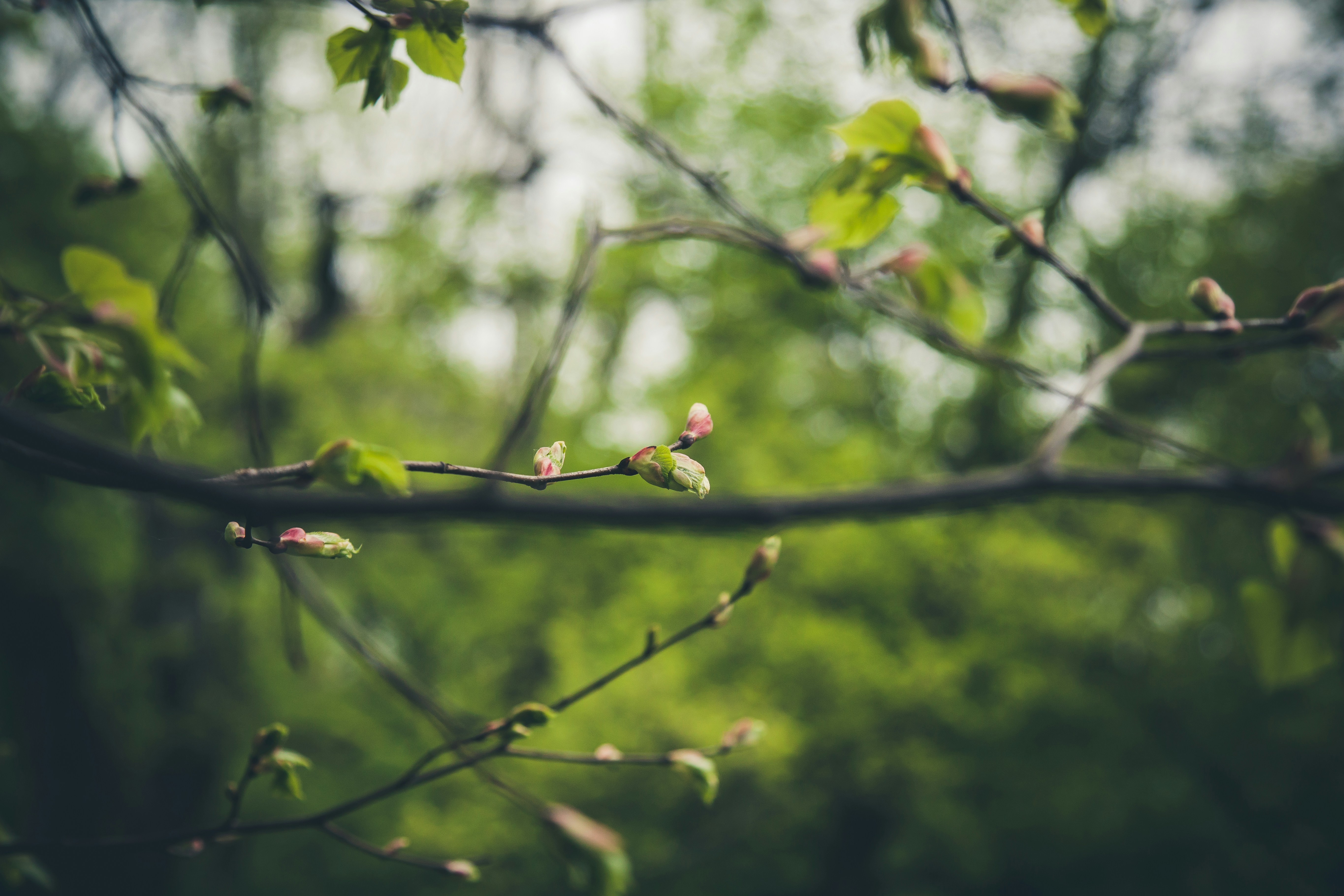 Photo by agiszabo_foto