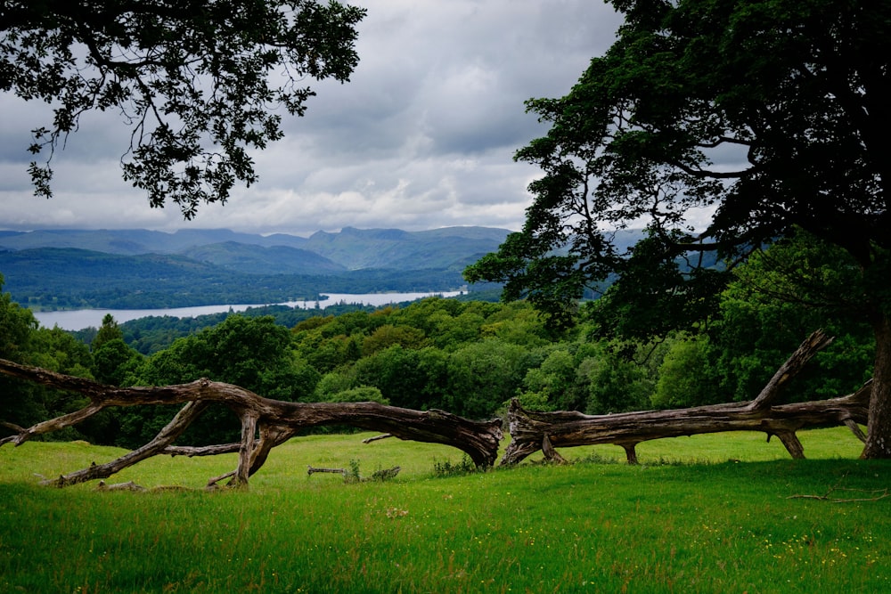 green grass field near body of water under white clouds during daytime