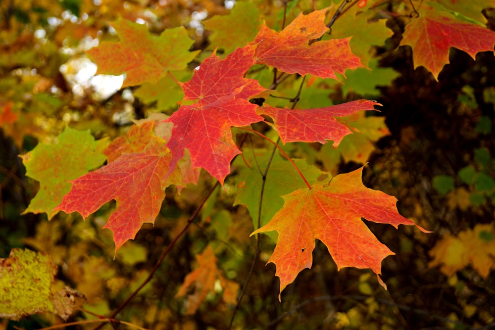 brown maple leaf on brown tree branch