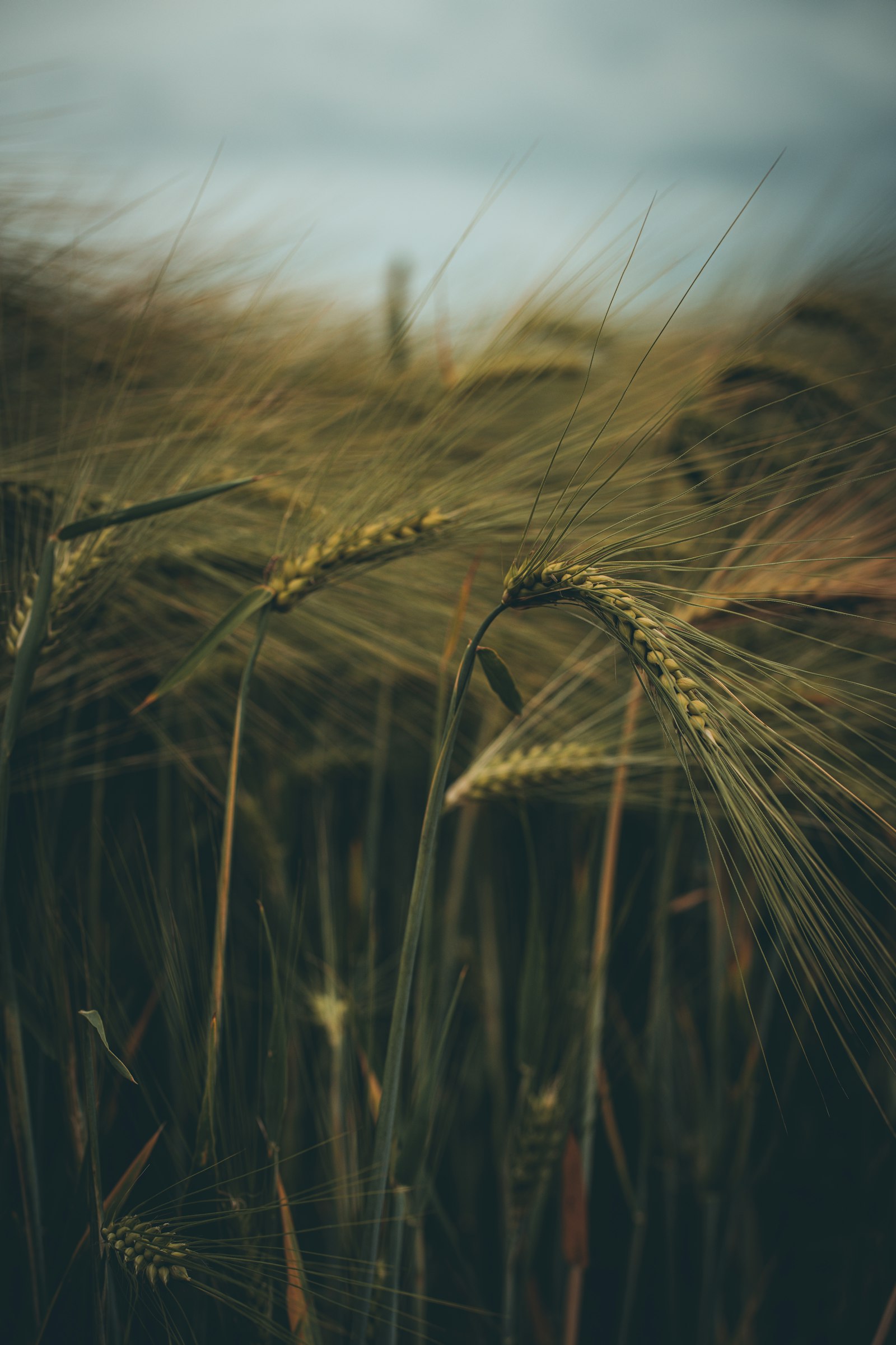 Sony a7R II sample photo. Brown wheat field during photography