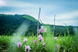 Close-up of a premium residential plot with stone markers and wildflowers.