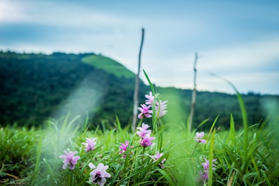 Plot marked with wooden stakes among tall grass and wildflowers.