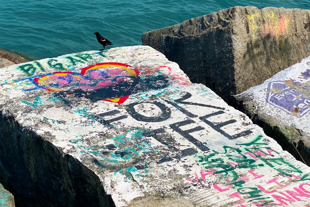 oiseau noir sur un mur de béton près d’un plan d’eau pendant la journée