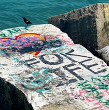 black bird on concrete wall near body of water during daytime