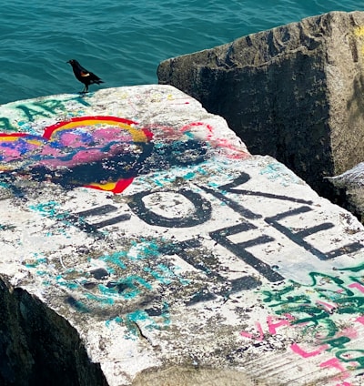 black bird on concrete wall near body of water during daytime