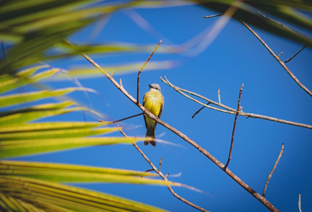 pájaro amarillo posado en la rama marrón de un árbol durante el día
