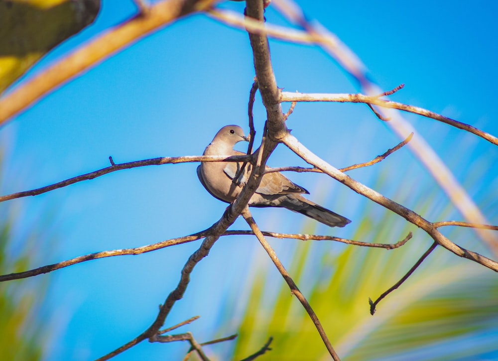 pájaro marrón en la rama de un árbol marrón durante el día
