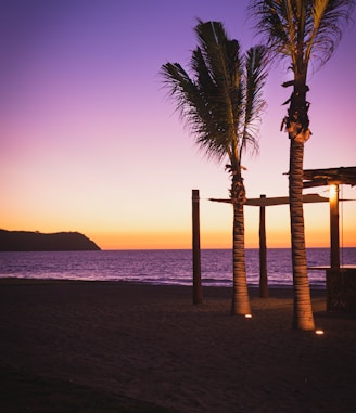 palm tree near body of water during sunset