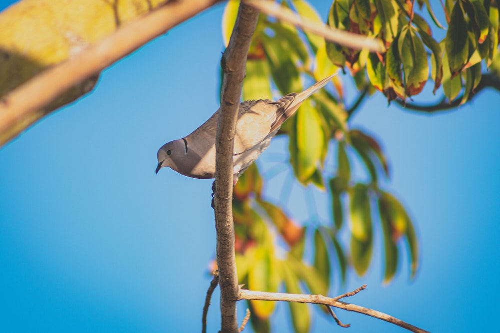 pájaro gris y blanco posado en la rama marrón de un árbol durante el día