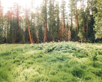 green grass field near trees during daytime