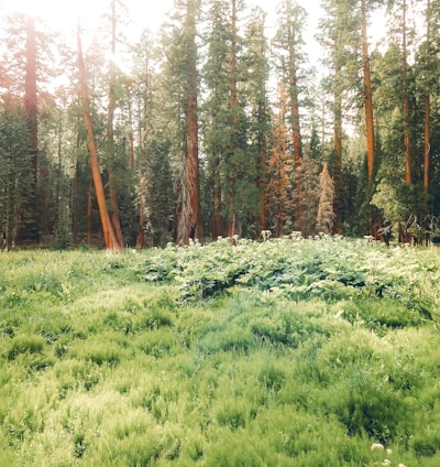 green grass field near trees during daytime